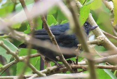 Diglossa albilatera
