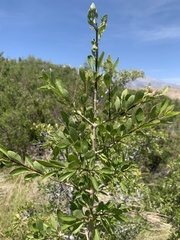 Forestiera pubescens