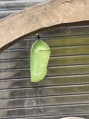 Danaus plexippus plexippus