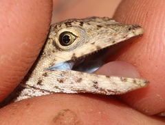 Anolis cusuco