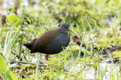 Pardirallus nigricans