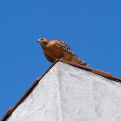 Buteo lineatus elegans