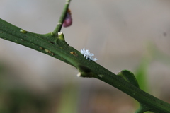Cryptolaemus