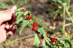 Blitum virgatum