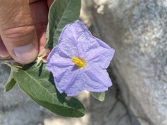 Solanum hindsianum