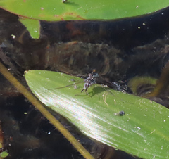 Neogerris hesione