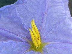 Solanum hindsianum