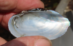 Uniomerus tetralasmus