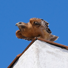 Buteo lineatus elegans