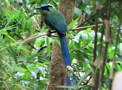 Momotus aequatorialis