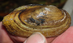 Uniomerus tetralasmus