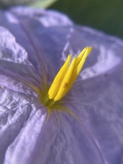 Solanum hindsianum