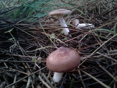 Russula caerulea