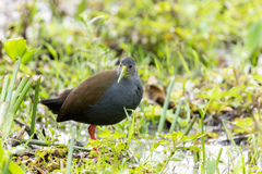 Pardirallus nigricans