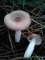 Russula caerulea