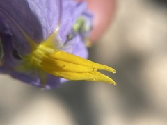 Solanum hindsianum