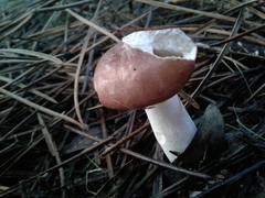 Russula caerulea