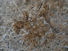 Deinandra fasciculata