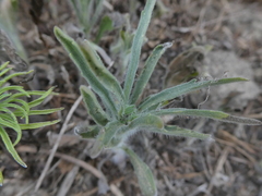 Erigeron bonariensis
