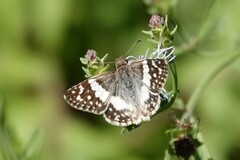 Heliopetes domicella