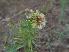 Erigeron bonariensis