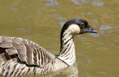 Branta sandvicensis