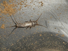 Allacrotelsa spinulata