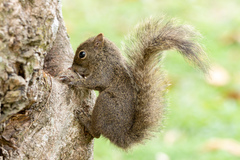 Sciurus aestuans
