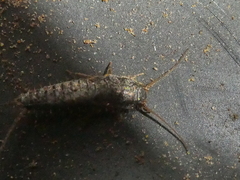 Allacrotelsa spinulata