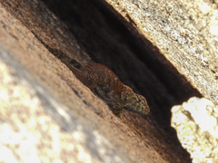 Sceloporus orcutti