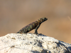 Sceloporus orcutti
