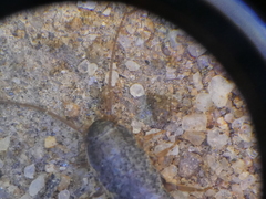 Allacrotelsa spinulata