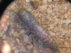 Allacrotelsa spinulata