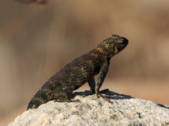 Sceloporus orcutti