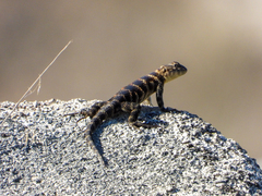 Sceloporus orcutti