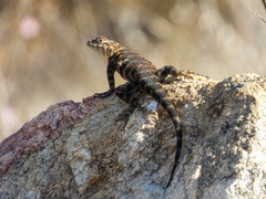 Sceloporus orcutti