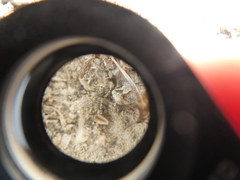 Platycryptus arizonensis