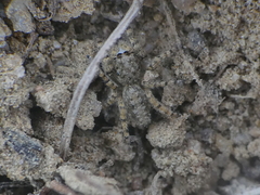 Platycryptus arizonensis