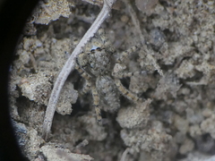 Platycryptus arizonensis