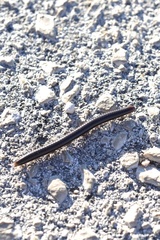 Pachyiulus apfelbecki