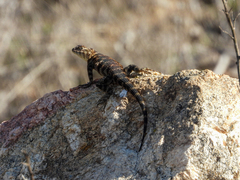 Sceloporus orcutti