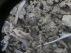 Platycryptus arizonensis