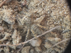 Platycryptus arizonensis