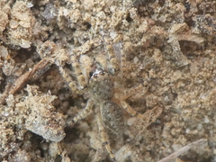 Platycryptus arizonensis