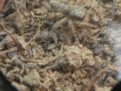 Platycryptus arizonensis