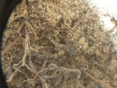 Platycryptus arizonensis