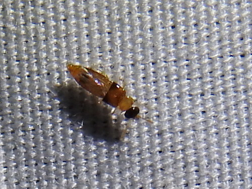 Phanerota fasciata photo 2