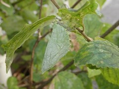 Hestina assimilis assimilis