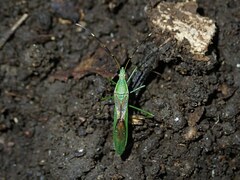 Leptocorisa chinensis