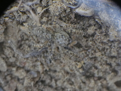 Platycryptus arizonensis